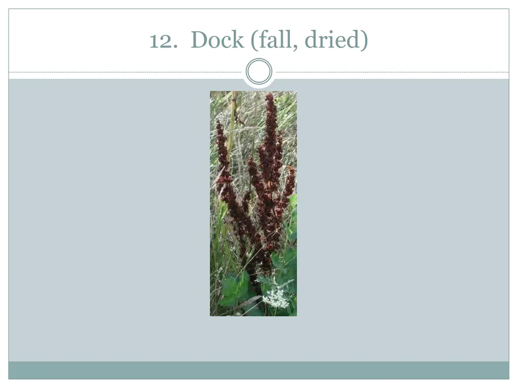12 dock fall dried