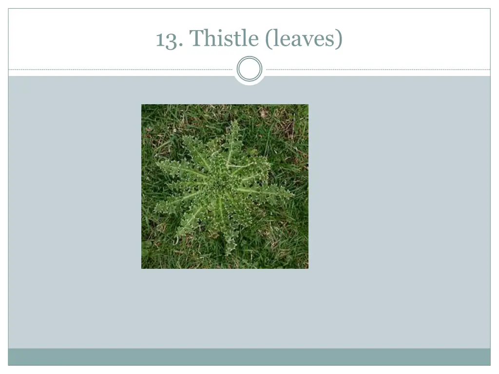 13 thistle leaves