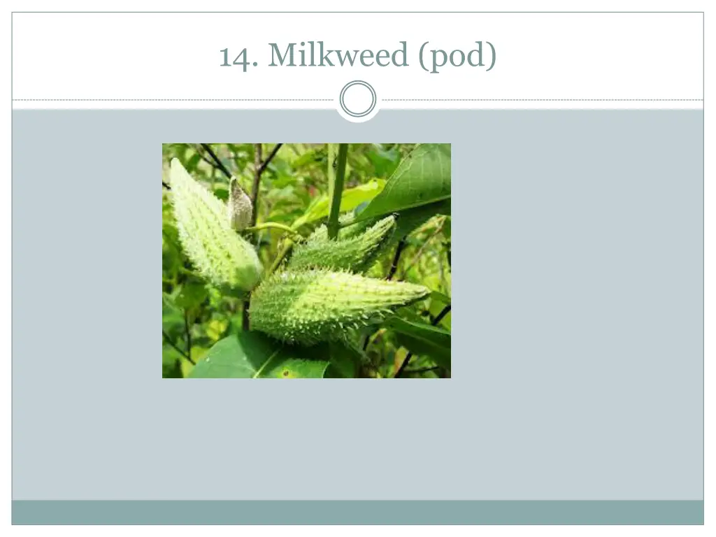 14 milkweed pod