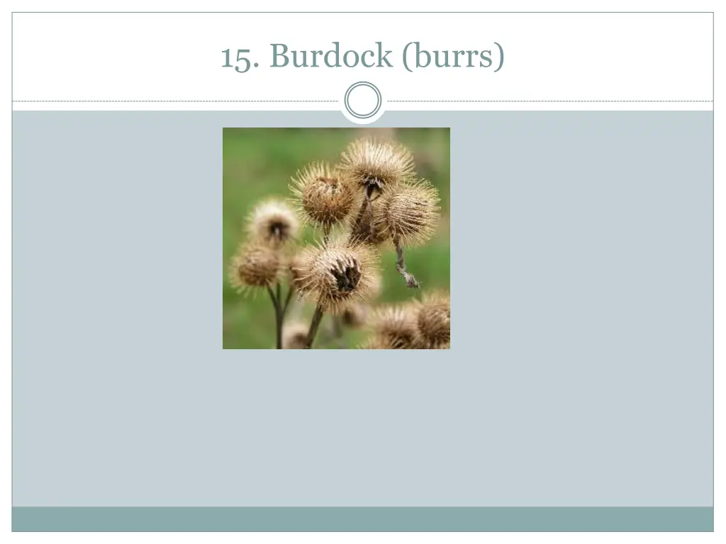 15 burdock burrs