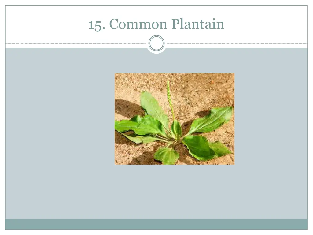 15 common plantain