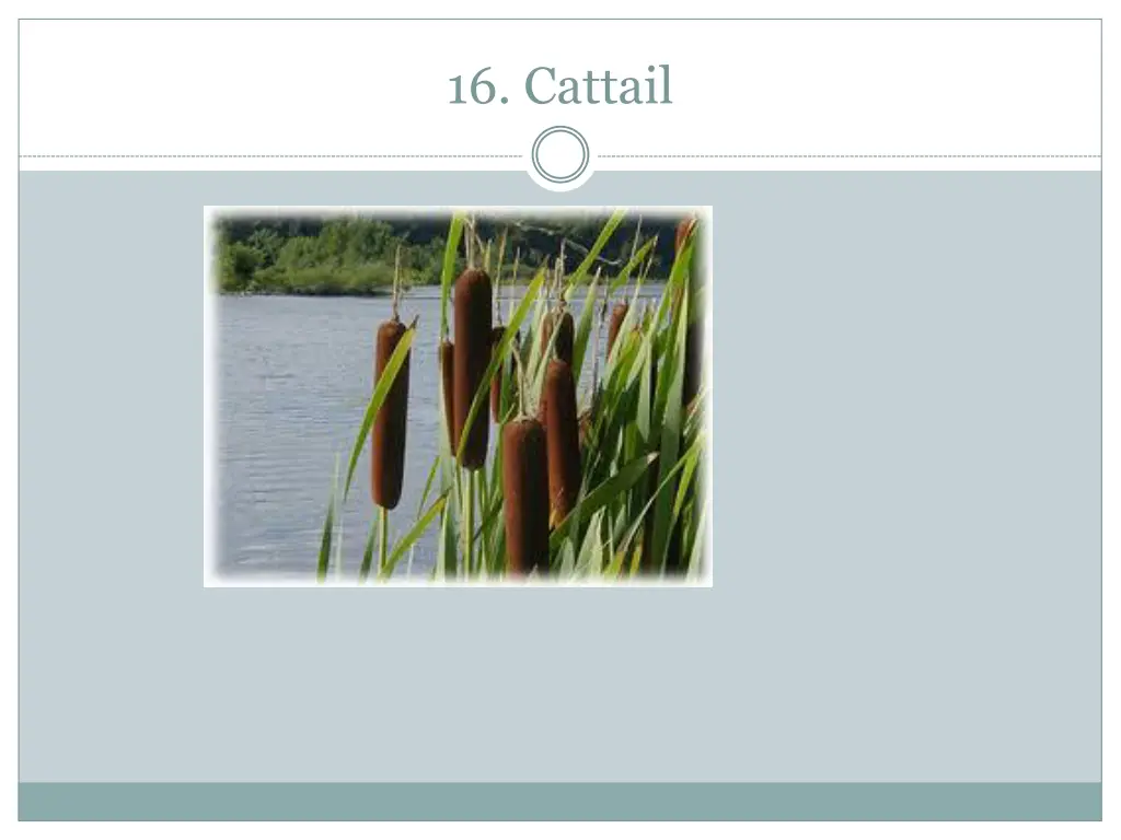 16 cattail