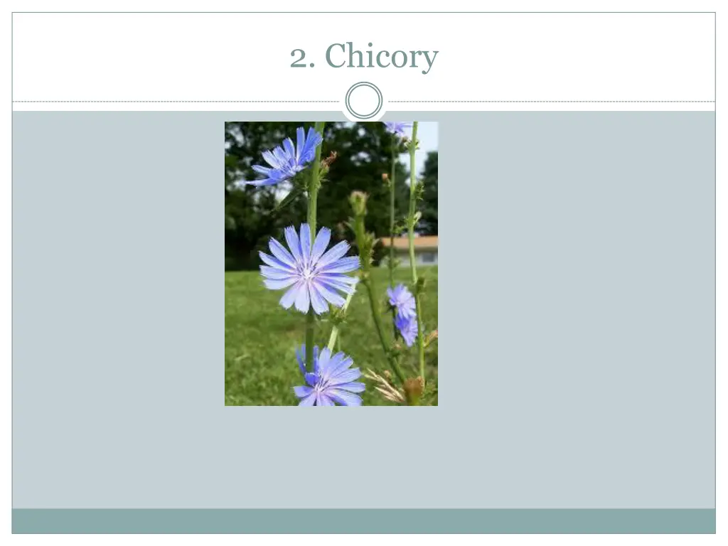 2 chicory