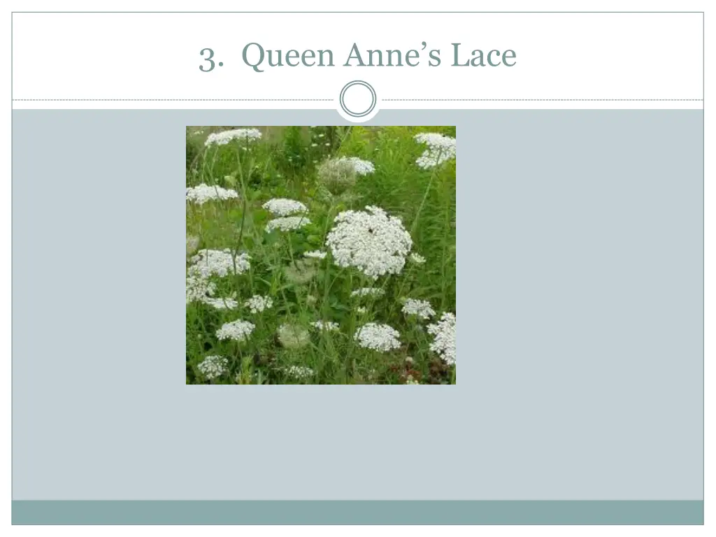 3 queen anne s lace