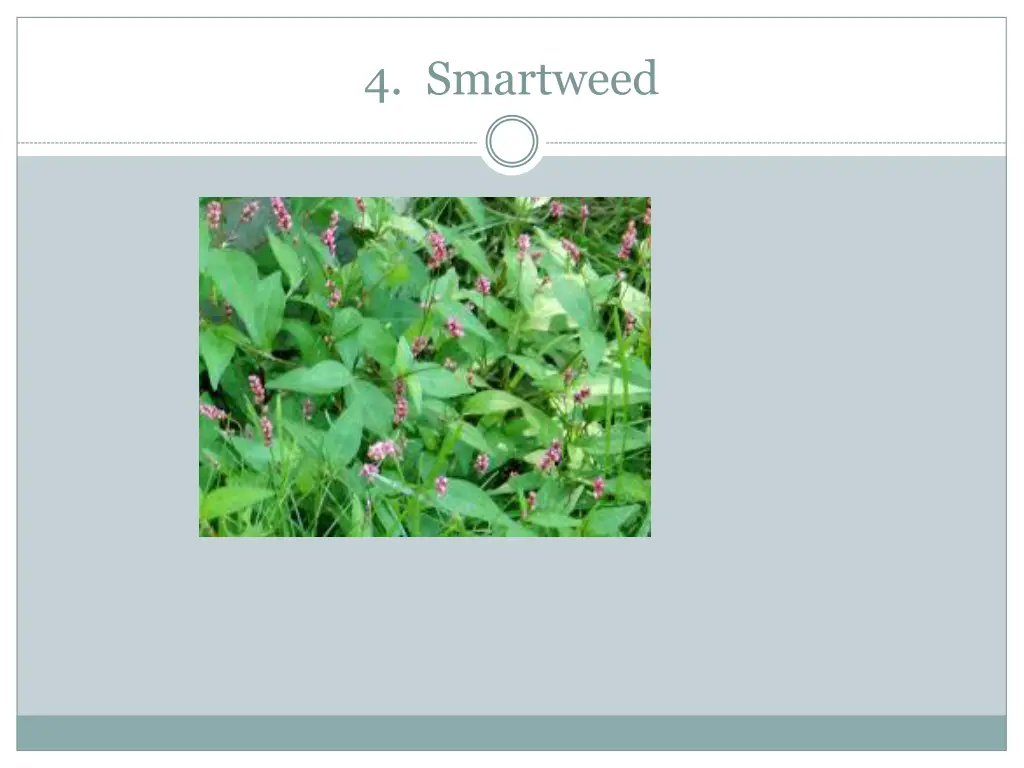 4 smartweed