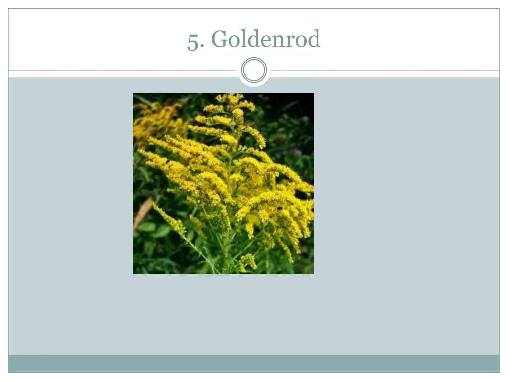 5 goldenrod