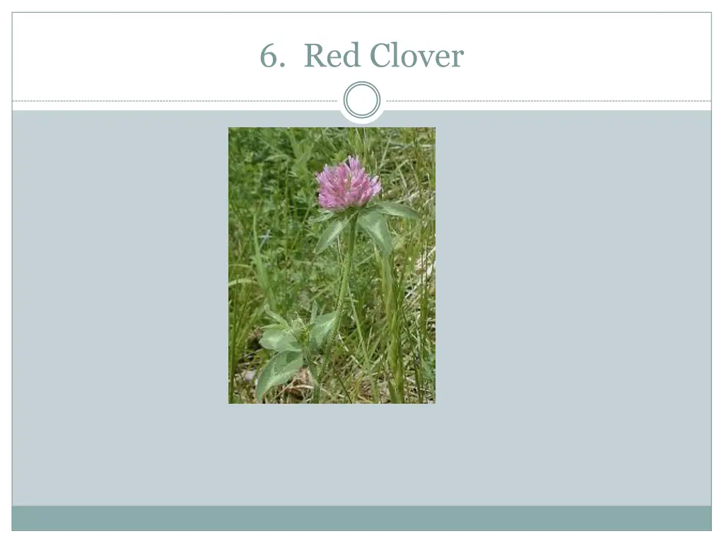 6 red clover