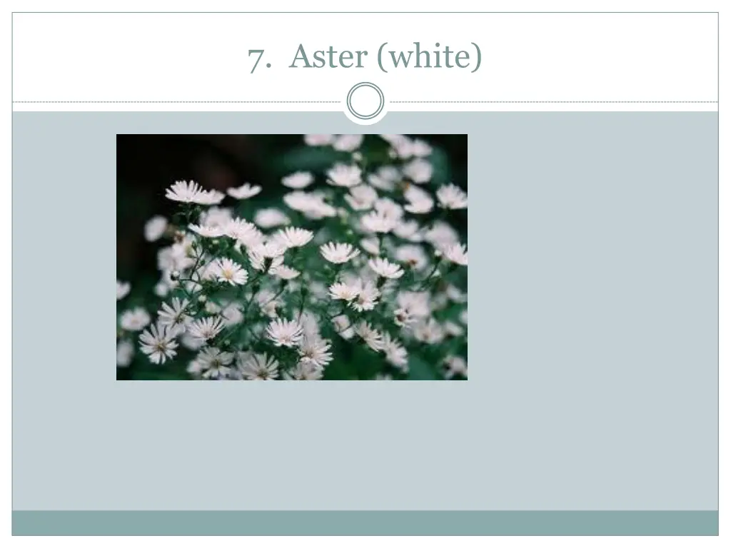 7 aster white