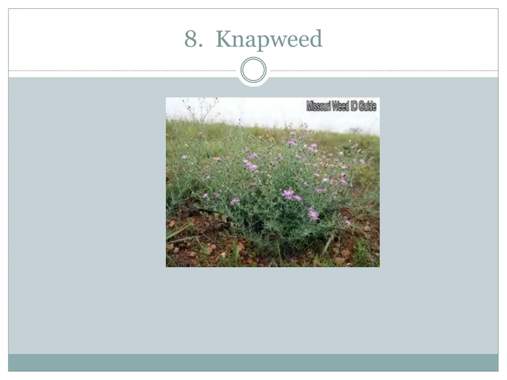 8 knapweed