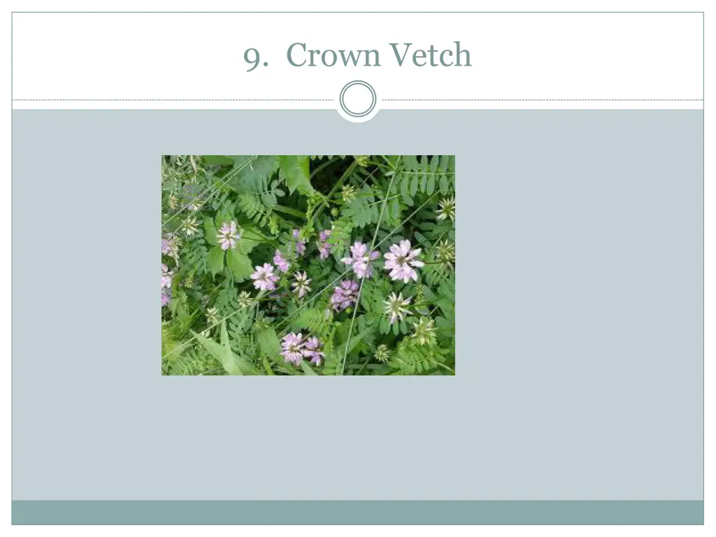 9 crown vetch