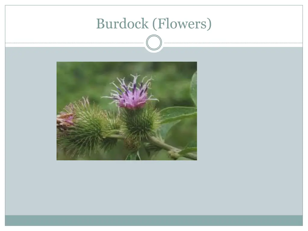 burdock flowers