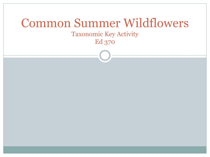 common summer wildflowers taxonomic key activity