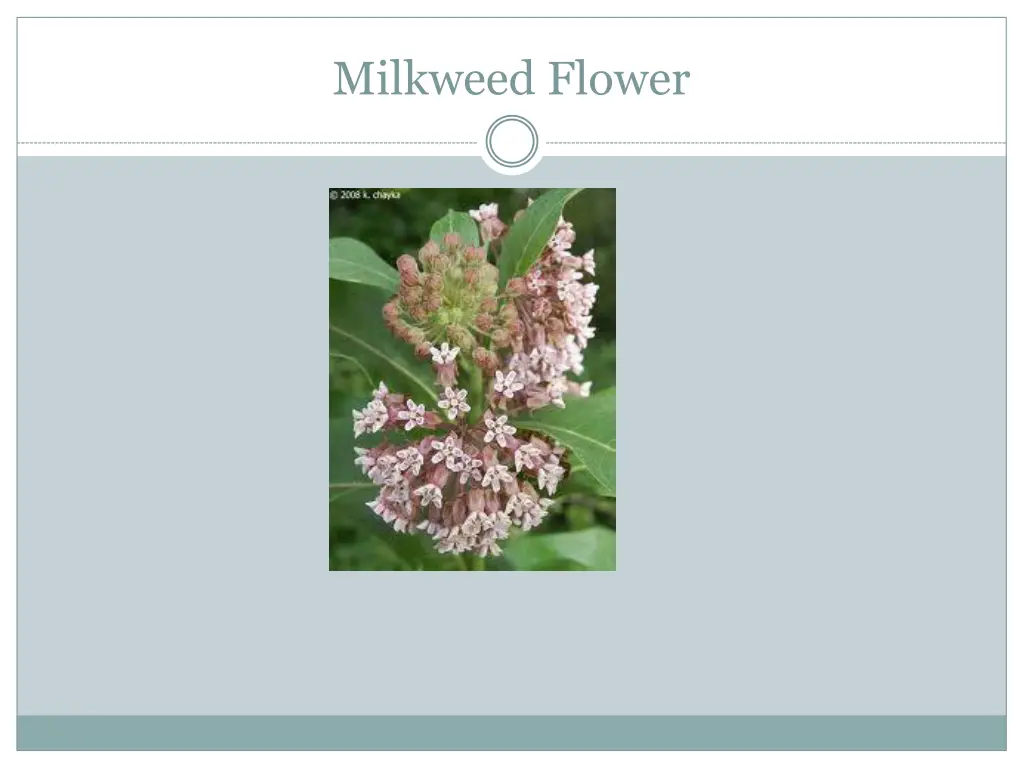 milkweed flower