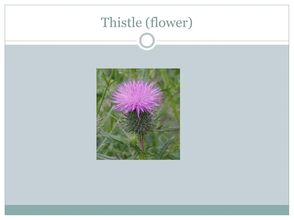 thistle flower