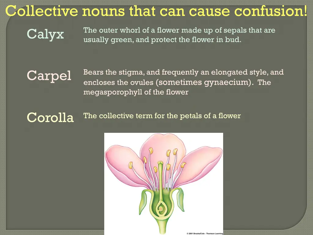 collective nouns that can cause confusion calyx