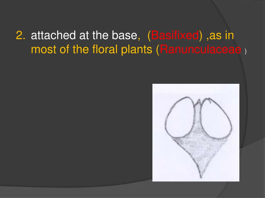 2 attached at the base basifixed as in most