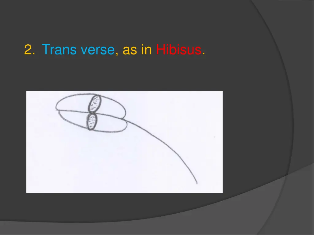 2 trans verse as in hibisus