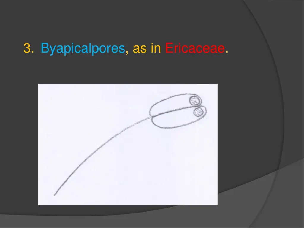 3 byapicalpores as in ericaceae