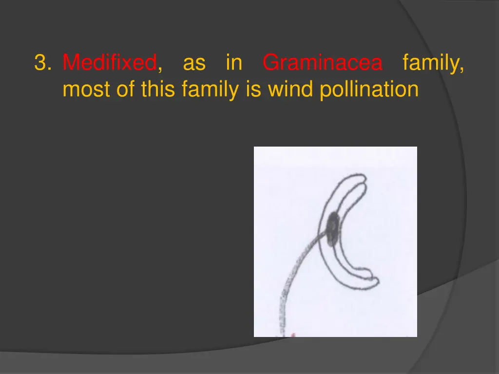 3 medifixed as in graminacea family most of this