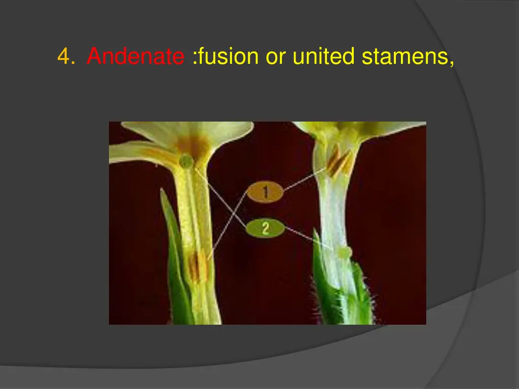 4 andenate fusion or united stamens