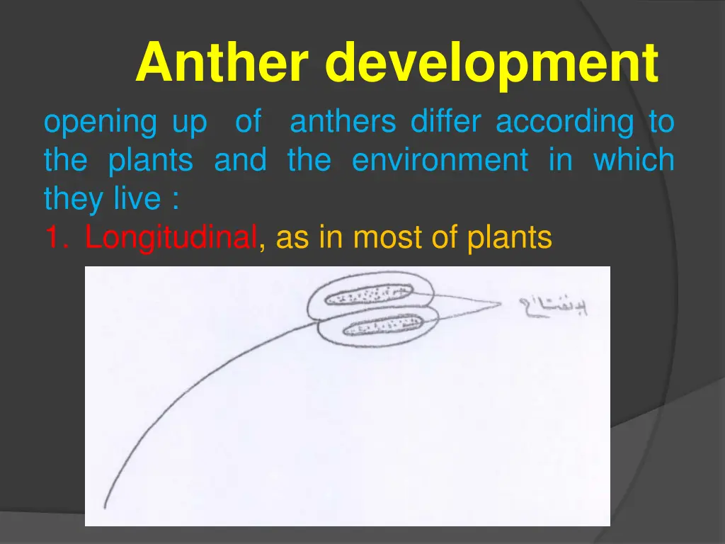 anther development 1