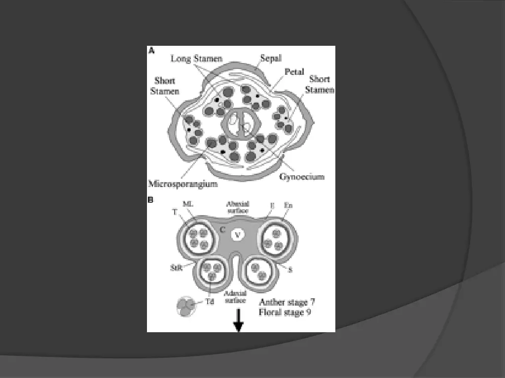 slide17