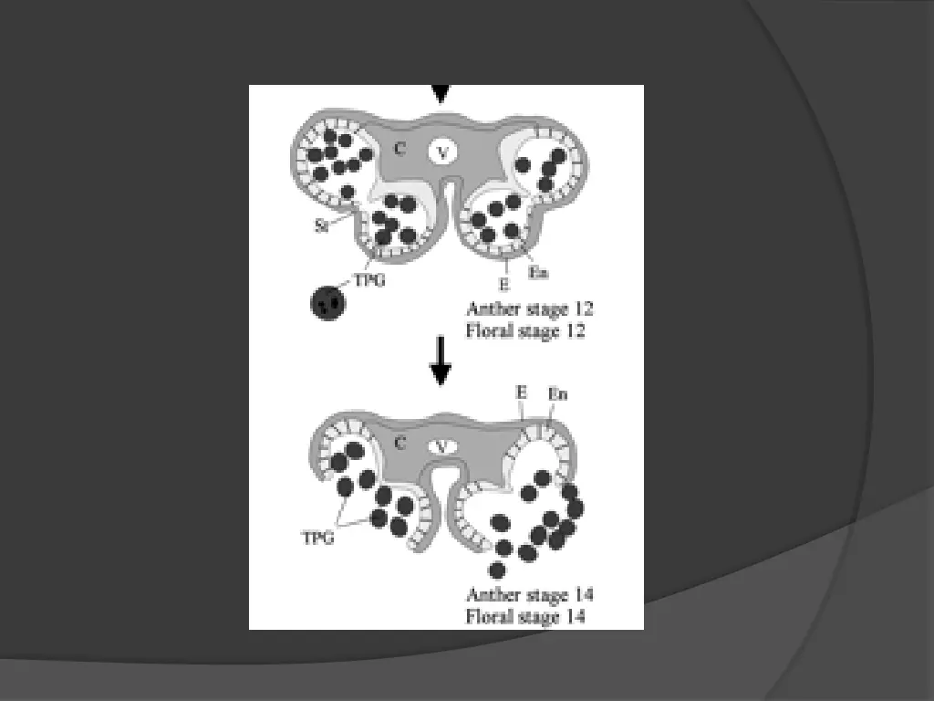 slide18
