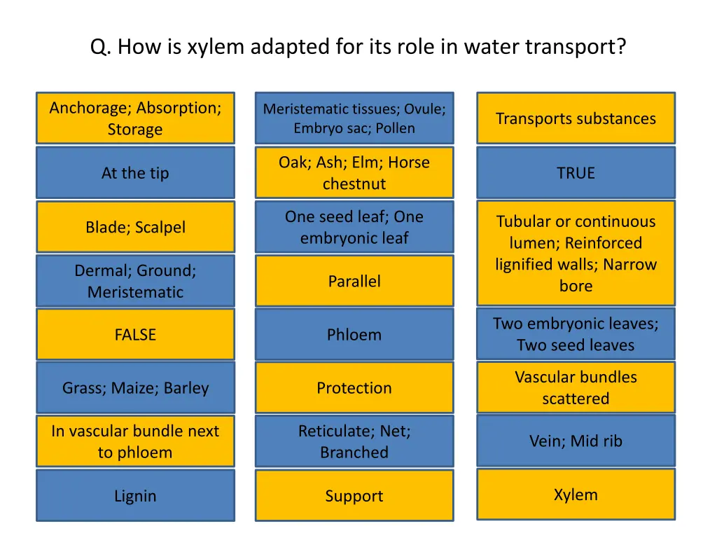 q how is xylem adapted for its role in water