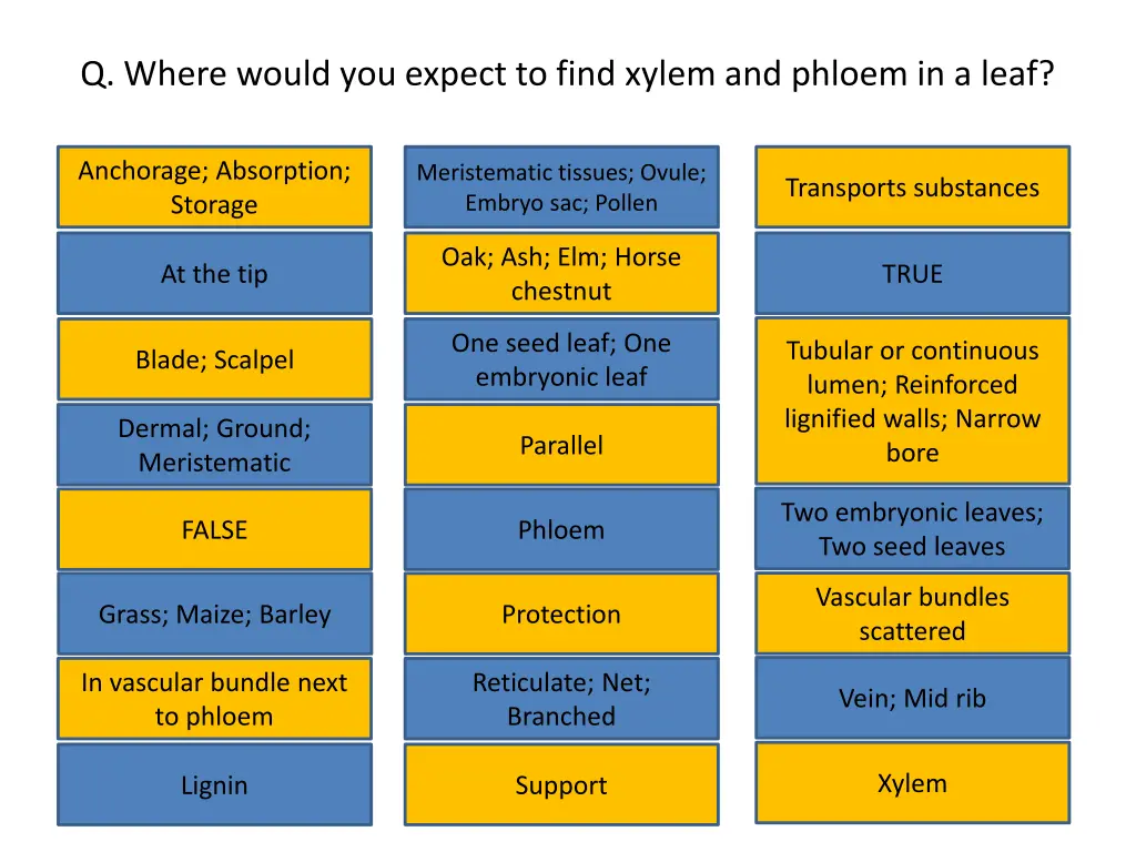 q where would you expect to find xylem and phloem