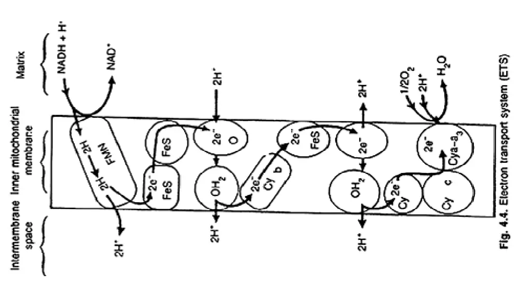 electron transport system ets