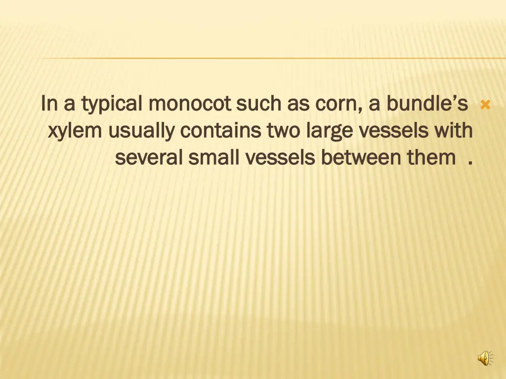in a typical monocot such as corn in a typical