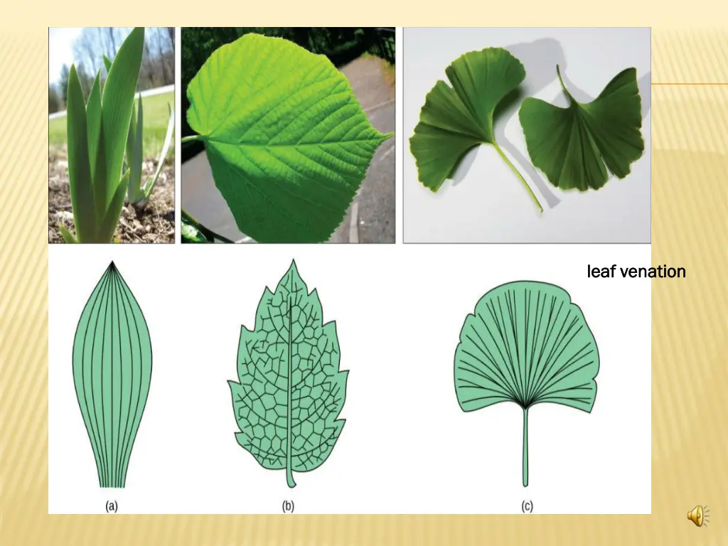 leaf venation leaf venation