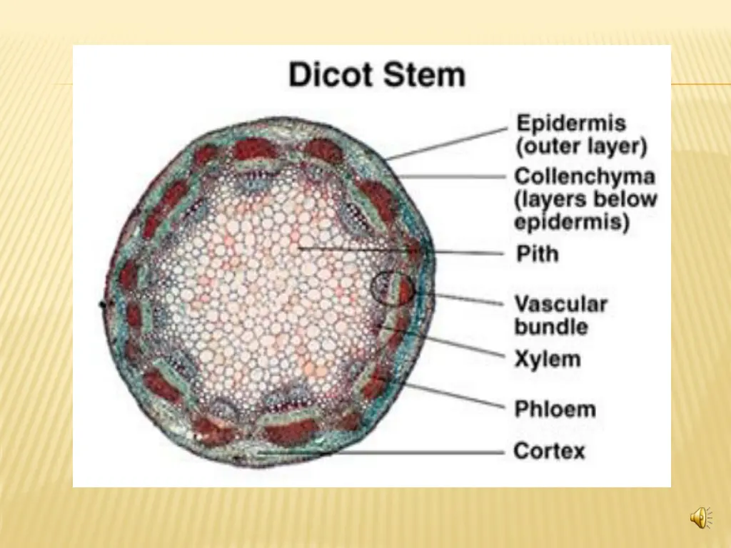 slide11
