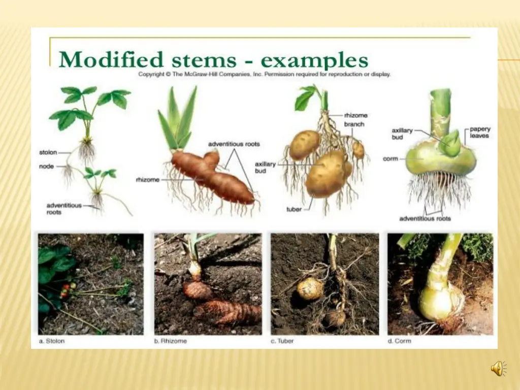 slide13