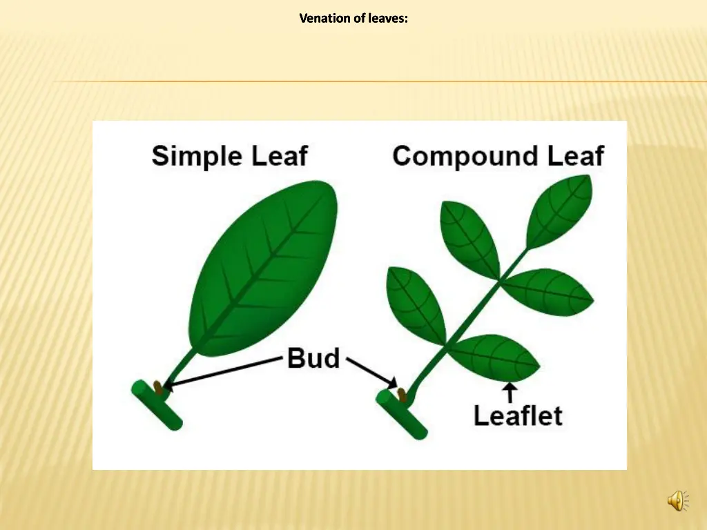 venation of leaves venation of leaves venation