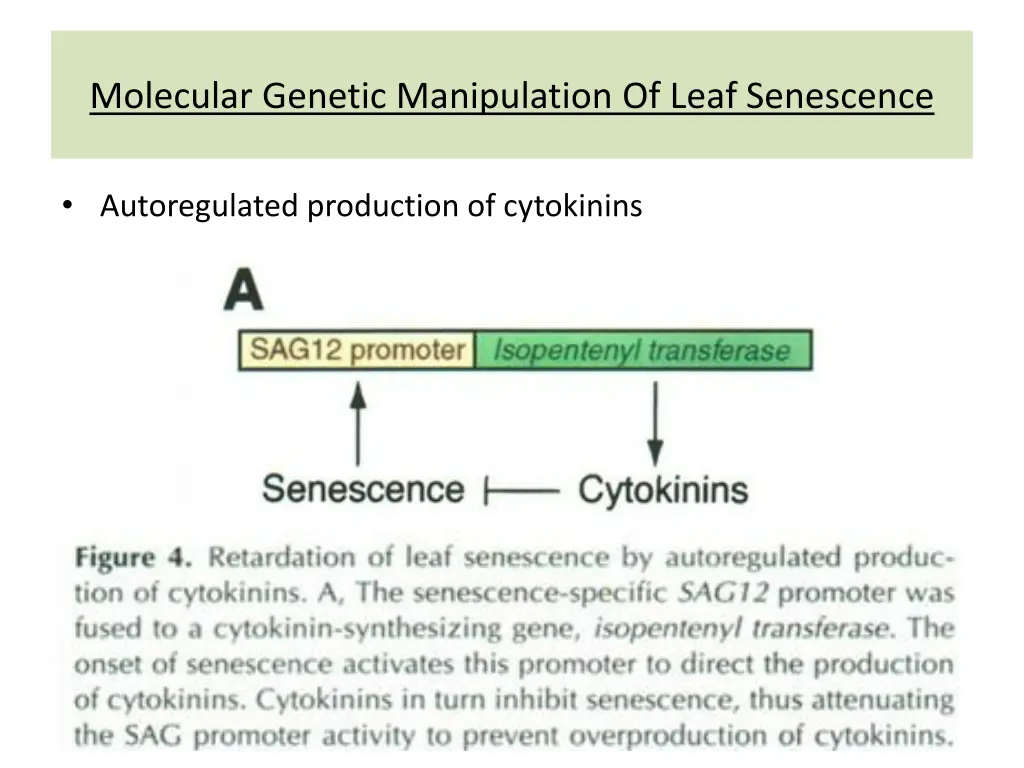 molecular genetic manipulation of leaf senescence 1