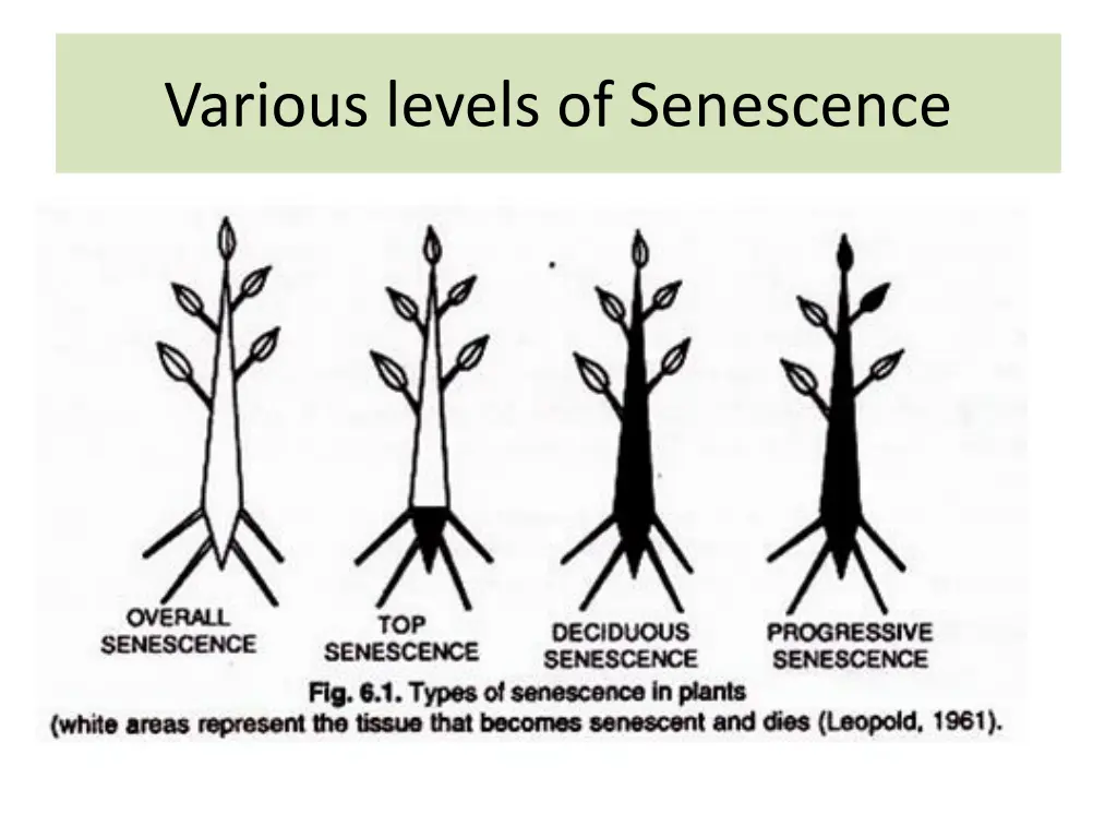 various levels of senescence 1