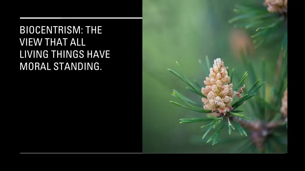 biocentrism the view that all living things have