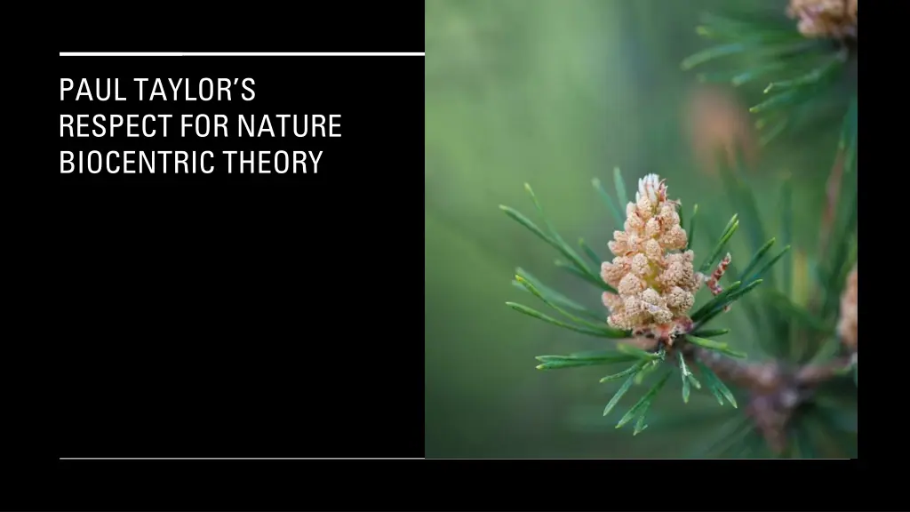 paul taylor s respect for nature biocentric theory