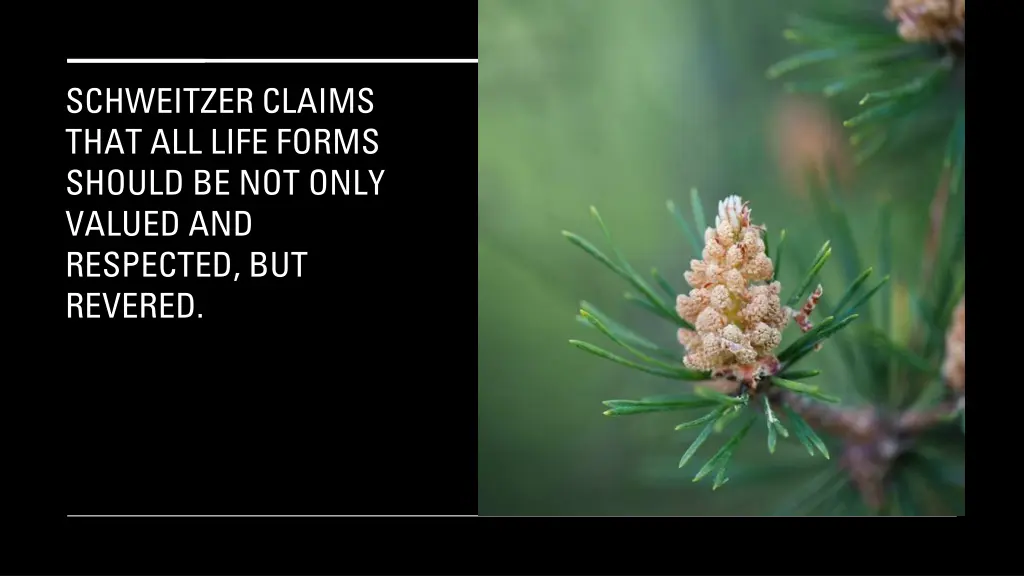 schweitzer claims that all life forms should
