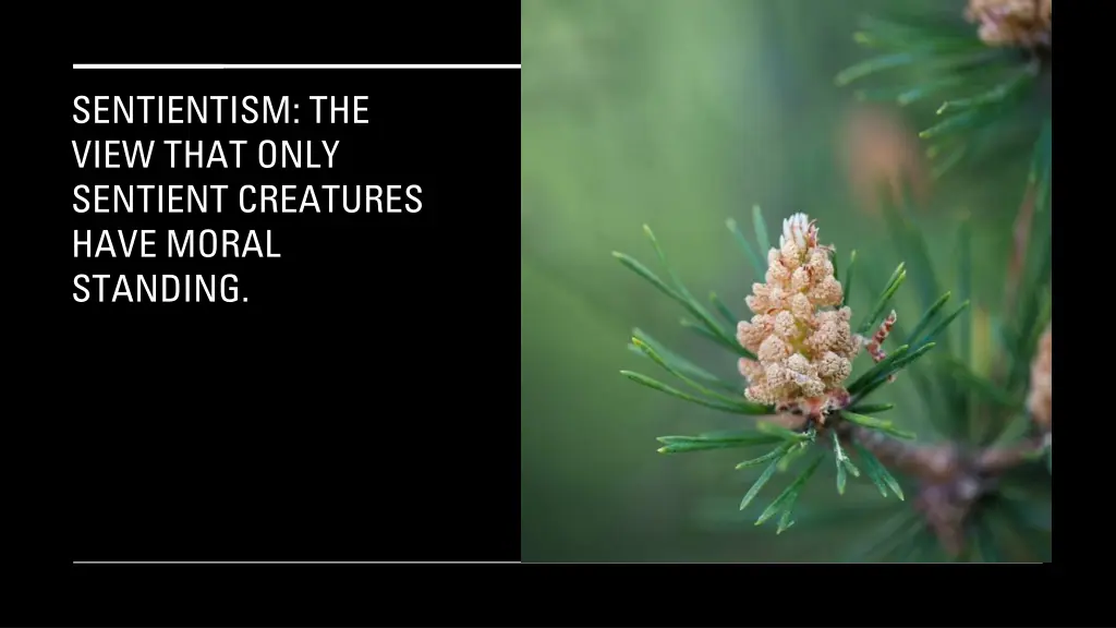sentientism the view that only sentient creatures