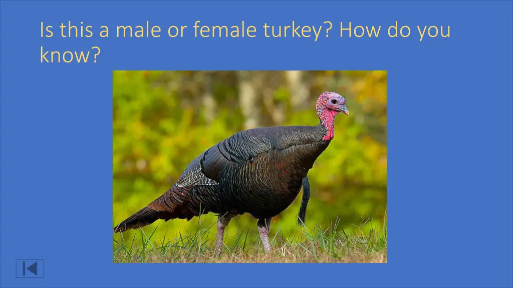 is this a male or female turkey how do you know