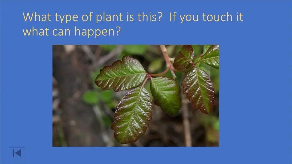 what type of plant is this if you touch it what
