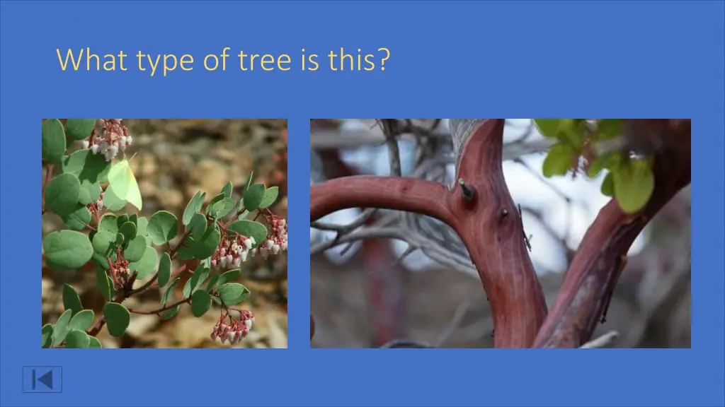 what type of tree is this