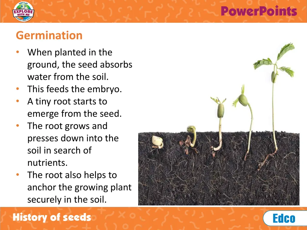 germination 2