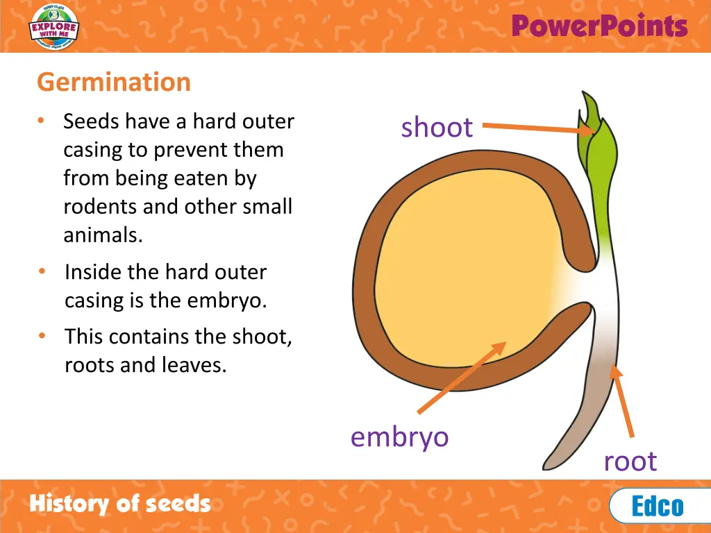germination