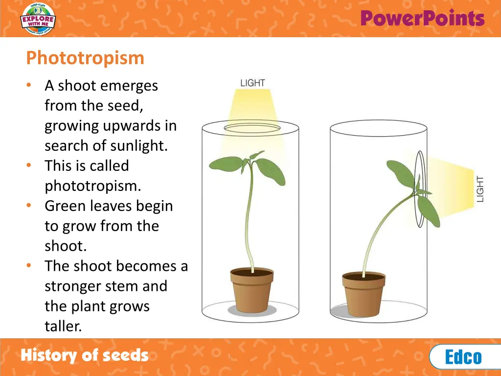 phototropism