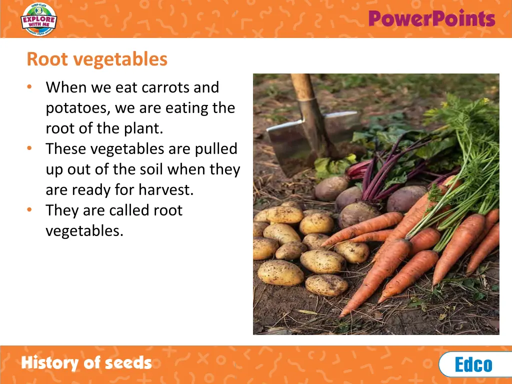root vegetables
