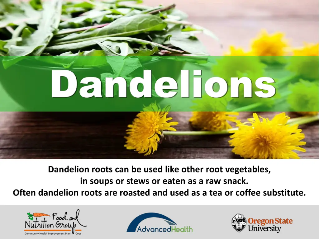 dandelions dandelions 7
