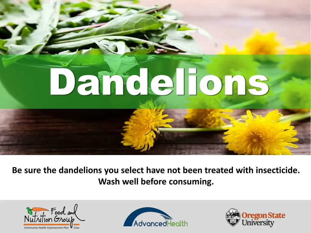 dandelions dandelions 8
